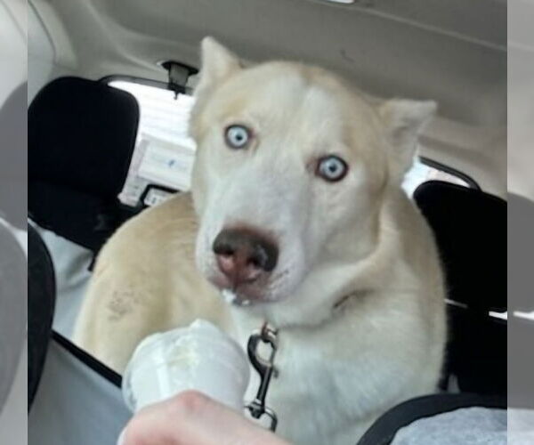 Medium Photo #6 Siberian Husky Puppy For Sale in Winston Salem, NC, USA