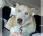 Small #5 Siberian Husky