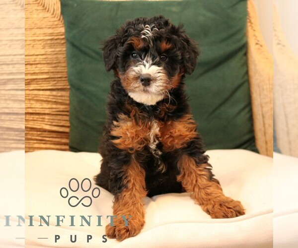 Medium Photo #4 Bernedoodle (Miniature) Puppy For Sale in NARVON, PA, USA