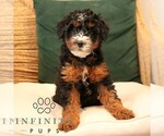 Small #3 Bernedoodle (Miniature)