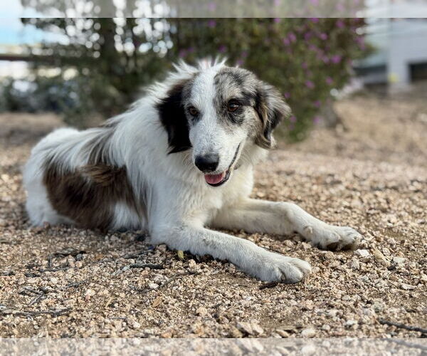Medium Photo #4 Australian Shepherd-Unknown Mix Puppy For Sale in PIPE CREEK, TX, USA