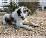 Small #3 Australian Shepherd Mix