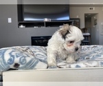 Small Photo #15 Shih-Poo-Zuchon Mix Puppy For Sale in GALENA, NV, USA