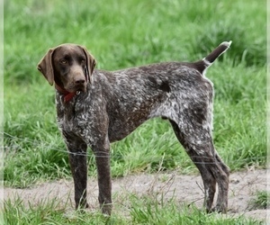 Father of the German Shorthaired Pointer puppies born on 06/21/2022