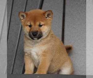 Shiba Inu Puppy for sale in FREDERICKSBG, OH, USA
