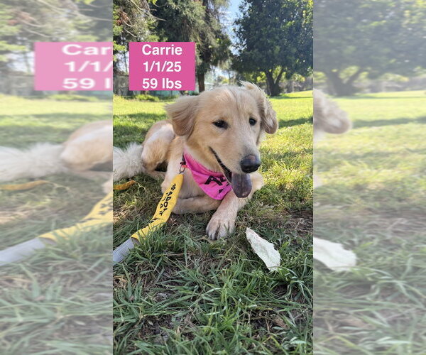 Medium Photo #20 Golden Retriever Puppy For Sale in West Hollywood, CA, USA