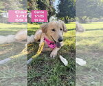 Small #19 Golden Retriever