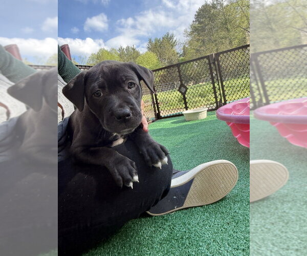 Medium Photo #3 Mutt Puppy For Sale in Wenonah, NJ, USA