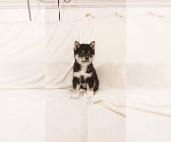 Medium Photo #7 Shiba Inu Puppy For Sale in ROWLAND HEIGHTS, CA, USA