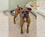 Small #2 Boxer