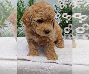 Goldendoodle (Miniature) Puppy for Sale in NILES, Michigan USA