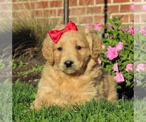 English Cream Golden Retriever-Poodle (Miniature) Mix Puppy for sale in AIRVILLE, PA, USA