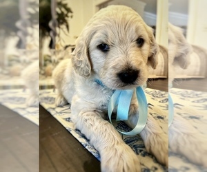 Goldendoodle mix (+ Poodle Standard) Puppy for sale in HATTIESBURG, MS, USA