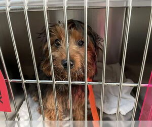 Mutt Dogs for adoption in Pasadena, CA, USA