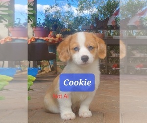 Cardigan Welsh Corgi-Pembroke Welsh Corgi Mix Puppy for sale in TUCSON, AZ, USA
