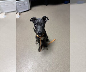 Mutt Dogs for adoption in Plano, TX, USA