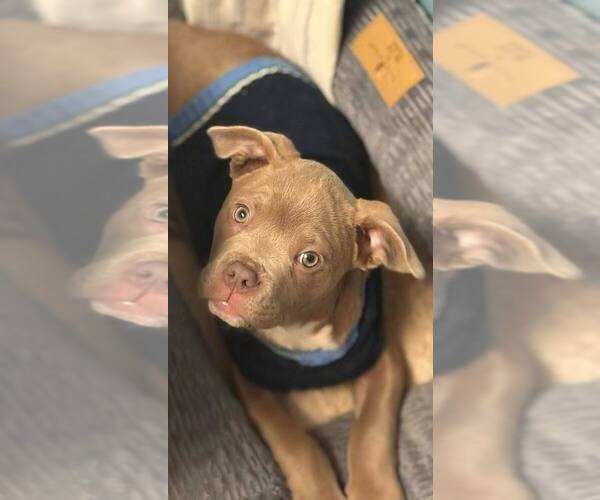 Medium Photo #20 Mutt Puppy For Sale in New York, NY, USA