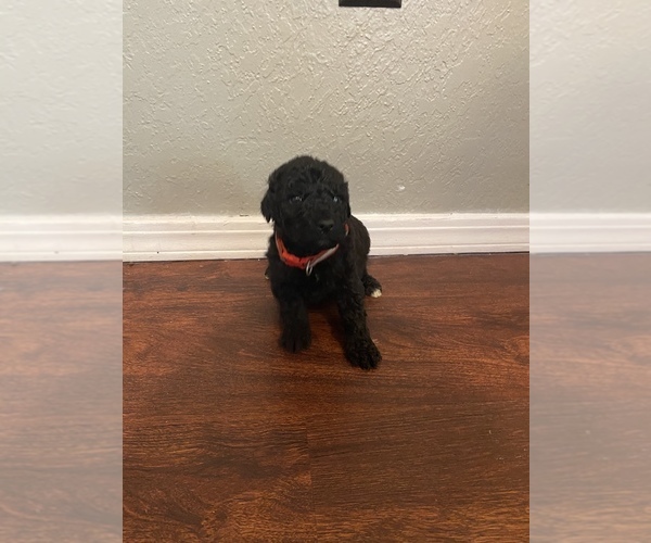 Medium Photo #3 Goldendoodle Puppy For Sale in MANNFORD, OK, USA