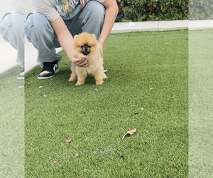 Pomeranian Puppy for sale in EASTVALE, CA, USA