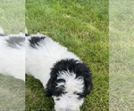 Small #4 Bernedoodle