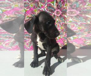 Great Dane Puppy for sale in MUNCIE, IN, USA