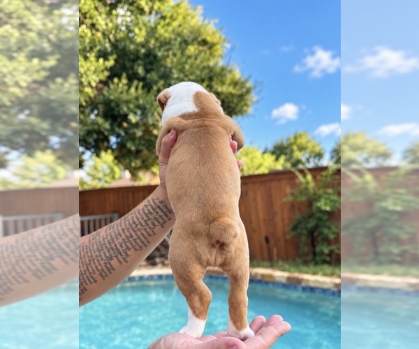 Medium Photo #3 Olde English Bulldogge Puppy For Sale in FORT WORTH, TX, USA