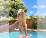Small #2 Olde English Bulldogge