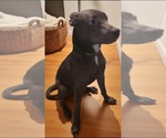 Small #1 Labrador Retriever Mix