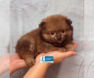 Pomeranian Puppy for sale in WINNSBORO, LA, USA