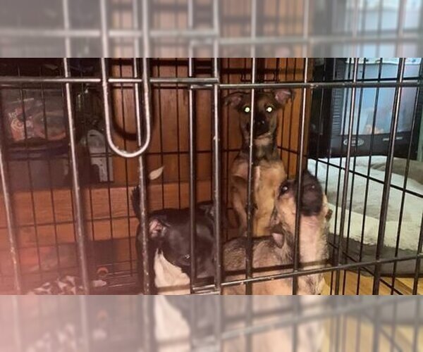 Medium Photo #16 Chihuahua Puppy For Sale in Lewistown, PA, USA