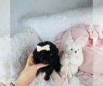 Small #6 Poodle (Toy)