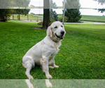 Small #2 Golden Retriever
