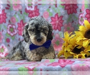 Poodle (Toy) Puppy for sale in LANCASTER, PA, USA