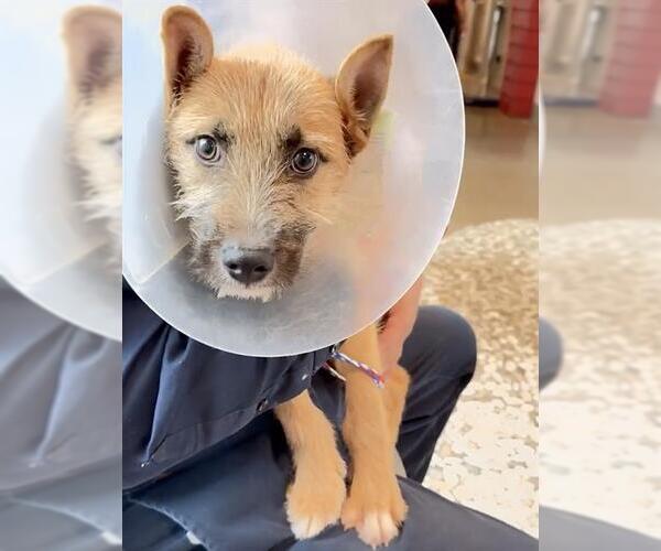 Medium Photo #1 Miniature Schnauzer-Unknown Mix Puppy For Sale in Houston, TX, USA