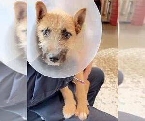 Miniature Schnauzer-Unknown Mix Dogs for adoption in Houston, TX, USA