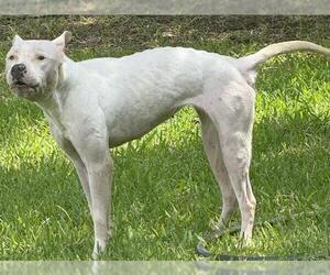 American Staffordshire Terrier-Unknown Mix Dogs for adoption in San Antonio, TX, USA