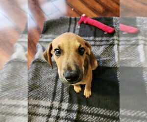 Labrador Retriever-Unknown Mix Dogs for adoption in Mooresville, NC, USA