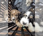 Small Photo #5 Bernedoodle Puppy For Sale in DANVILLE, IN, USA