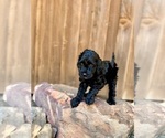 Small Photo #39 Goldendoodle (Miniature) Puppy For Sale in HALTOM CITY, TX, USA