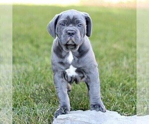 Cane Corso Puppy for sale in LANCASTER, PA, USA