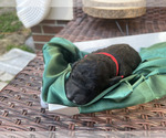 Small Photo #7 Goldendoodle Puppy For Sale in NORTH CHARLESTON, SC, USA