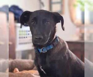 Mutt Dogs for adoption in Crystal, MN, USA