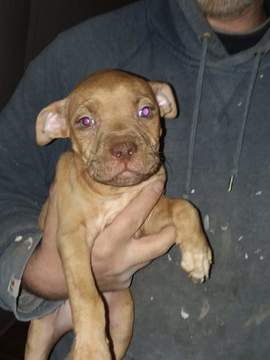 Medium Photo #1 Staffordshire Bull Terrier Puppy For Sale in BROOKLYN, MD, USA