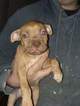 Small Photo #1 Staffordshire Bull Terrier Puppy For Sale in BROOKLYN, MD, USA