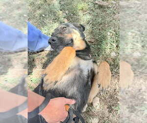 German Shepherd Dog-Unknown Mix Dogs for adoption in Las Vegas, NM, USA