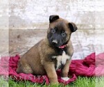 Small #5 Belgian Malinois