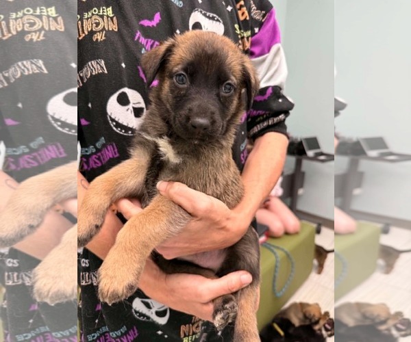 Medium Photo #1 Mutt Puppy For Sale in Holly Springs, NC, USA
