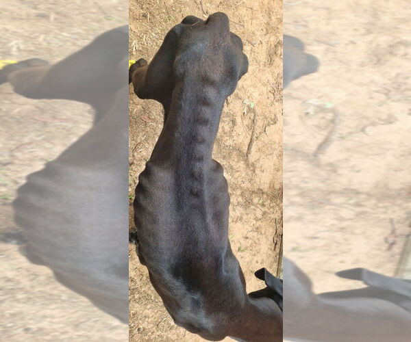 Medium Photo #2 Great Dane Puppy For Sale in Bullard, TX, USA