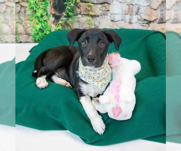 Medium Photo #2 Labrador Retriever-Unknown Mix Puppy For Sale in Kennesaw, GA, USA