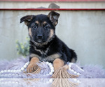 Small #2 German Shepherd Dog